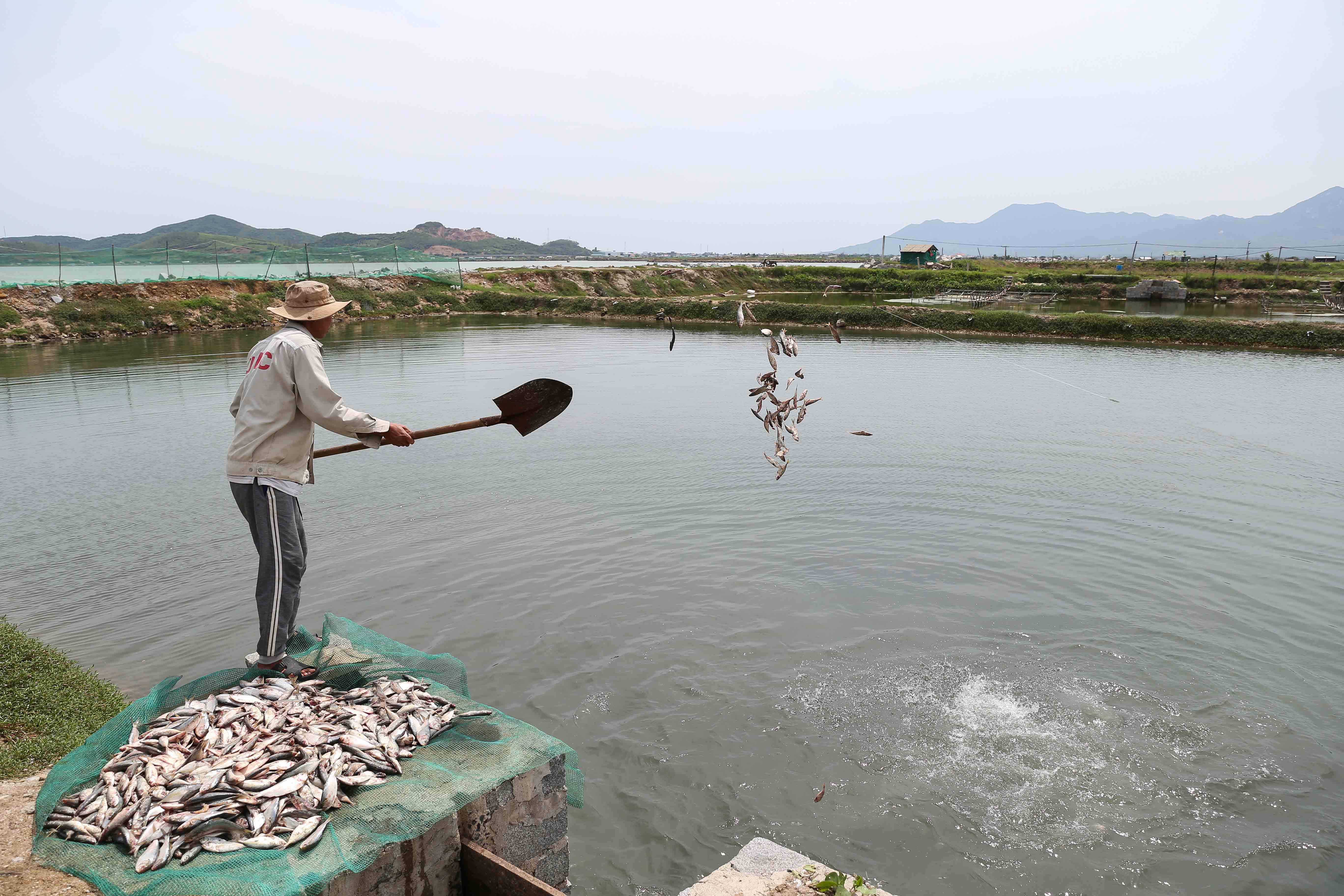 Philippines-Eyes-High-Value-Lapu-Lapu-Farming-to-Boost-Aquaculture-Sector