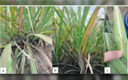 SRA-and-HPCo-Collaborate-on-Organic-Solution-to-Combat-Sugarcane-Pest-in-Negros-Occidental