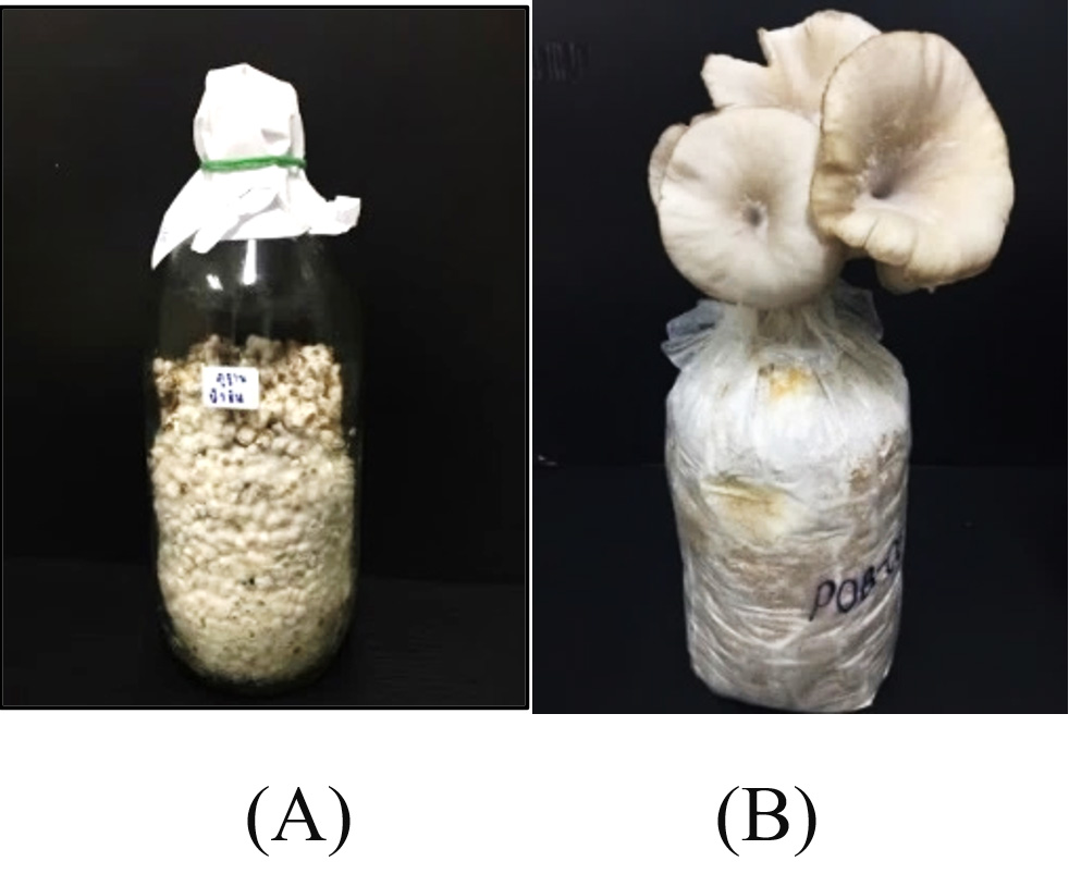 Munoz-Mayor-Endorses-Upcoming-Oyster-Mushroom-Processing-Plant